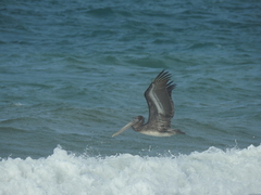 Pelecanus occidentalis