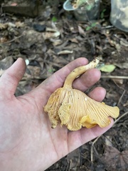 Cantharellus appalachiensis