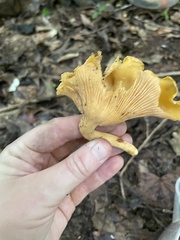 Cantharellus appalachiensis