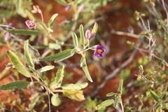 Solanum esuriale