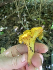 Cantharellus appalachiensis