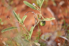Solanum esuriale