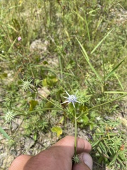 Eryngium integrifolium