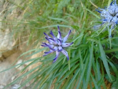 Phyteuma serratum
