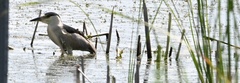 Nycticorax nycticorax