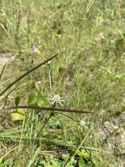 Eryngium integrifolium