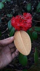 Rhododendron fulgens