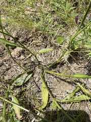 Eryngium integrifolium