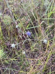 Eryngium integrifolium