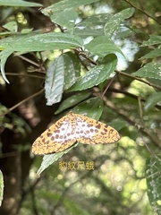 Epobeidia tigrata maxima