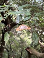 Epobeidia tigrata maxima