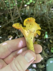 Cantharellus appalachiensis