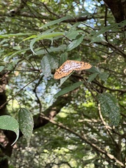 Epobeidia tigrata maxima