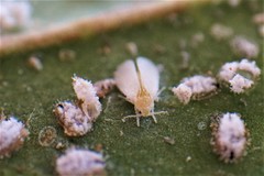 Siphoninus phillyreae