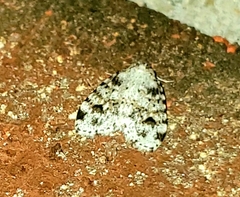 Clemensia ochreata