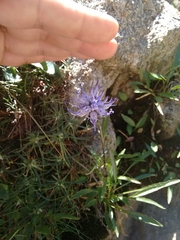 Phyteuma serratum