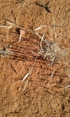 Aristida congesta barbicollis