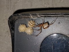 Latrodectus geometricus