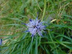 Phyteuma serratum