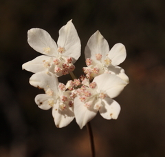 Xanthosia atkinsoniana