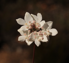 Xanthosia atkinsoniana