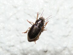 Selenophorus palliatus