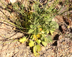 Xanthosia atkinsoniana