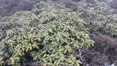 Rhododendron aeruginosum