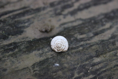 Inflectarius inflectus