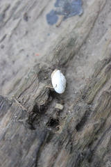 Inflectarius inflectus