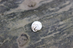 Inflectarius inflectus