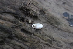 Inflectarius inflectus