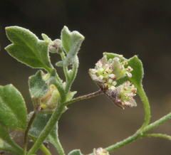 Xanthosia candida