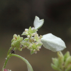 Xanthosia candida