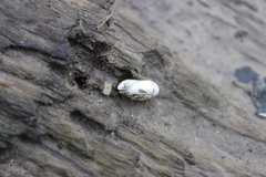 Inflectarius inflectus