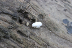 Inflectarius inflectus