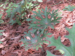Psacalium peltatum