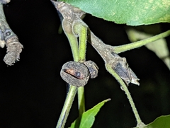 Phylloxera caryaeren
