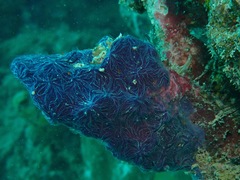 Chalinula nematifera