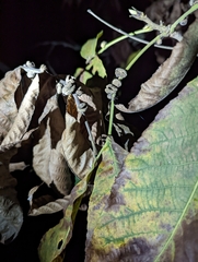 Phylloxera caryaeren