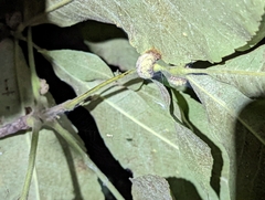 Phylloxera caryaeren