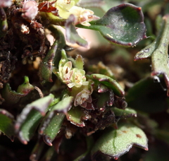 Xanthosia singuliflora