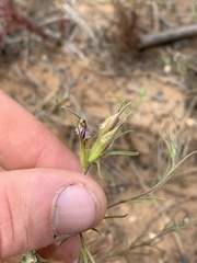 Cordylanthus wrightii