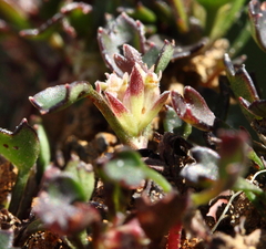 Xanthosia singuliflora
