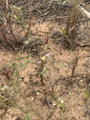 Cordylanthus wrightii