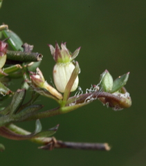 Xanthosia singuliflora