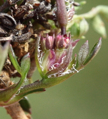 Xanthosia singuliflora