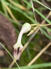 Ceropegia bulbosa