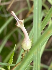 Ceropegia bulbosa