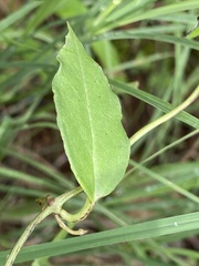 Ceropegia bulbosa